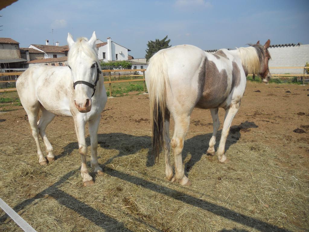 Agriturismo Le Mura Del Gherlo Willa Valeggio sul Mincio Zewnętrze zdjęcie